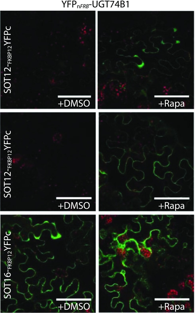 Fig. 2