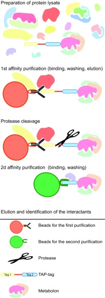 Fig. 1