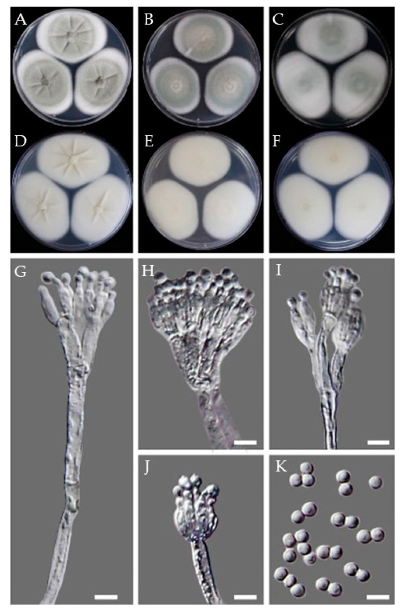 Figure 9