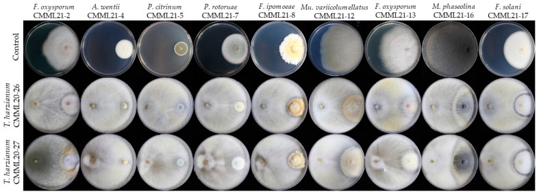 Figure 11