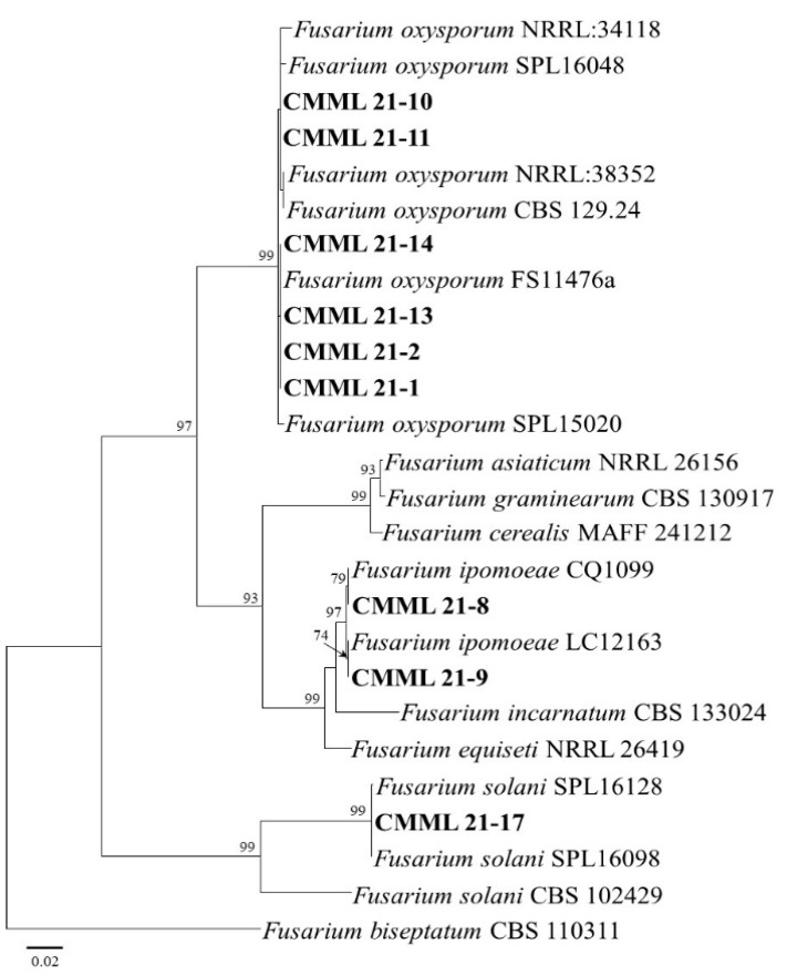 Figure 2