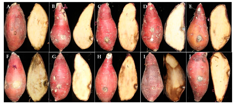 Figure 10