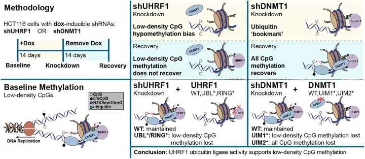 Graphical Abstract