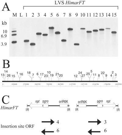 FIG. 2.