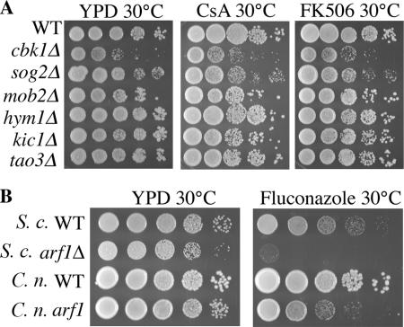 Figure 4.