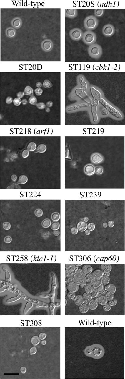 Figure 3.