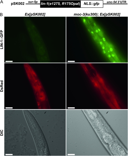 Figure 6.—