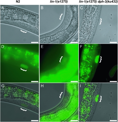 Figure 3.—