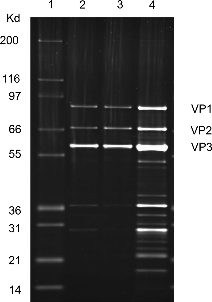 FIG. 1.