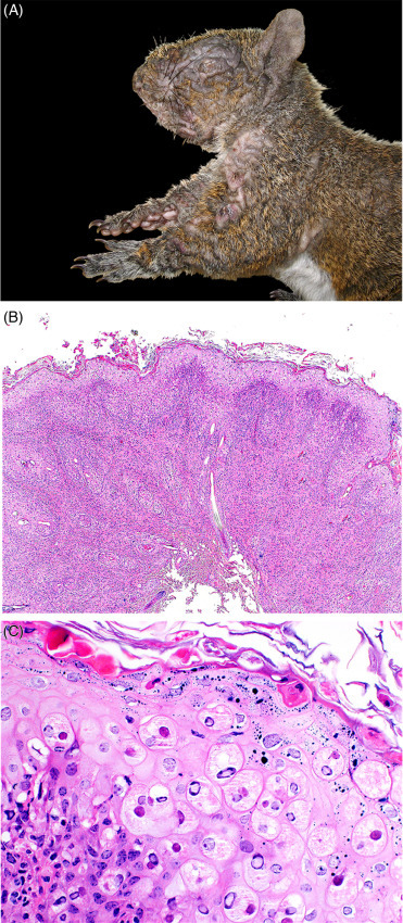 Figure 20.9