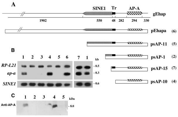 FIG. 1.