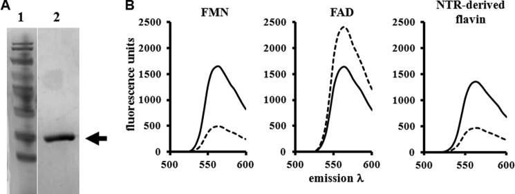 FIGURE 1.