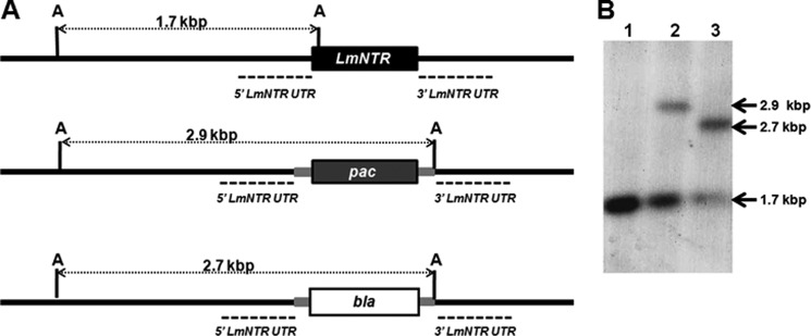 FIGURE 3.