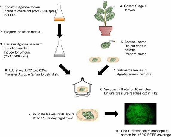 Fig. 1