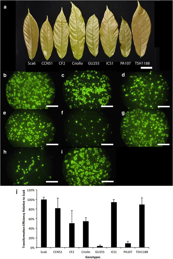 Fig. 4