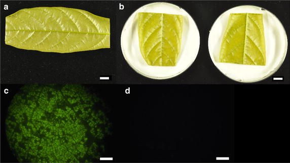 Fig. 6