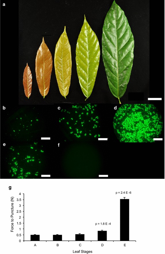 Fig. 2