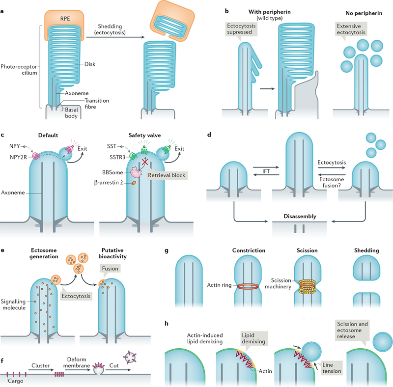 Figure 4|