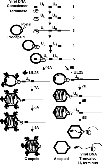 FIG. 8.