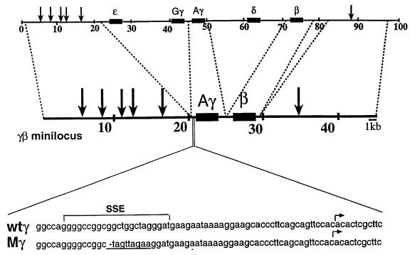 graphic file with name cde495f1.jpg