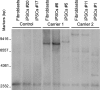 Fig. 2
