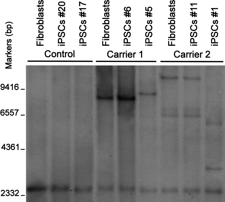 Fig. 2