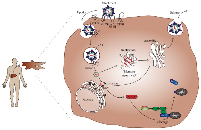 Figure 2