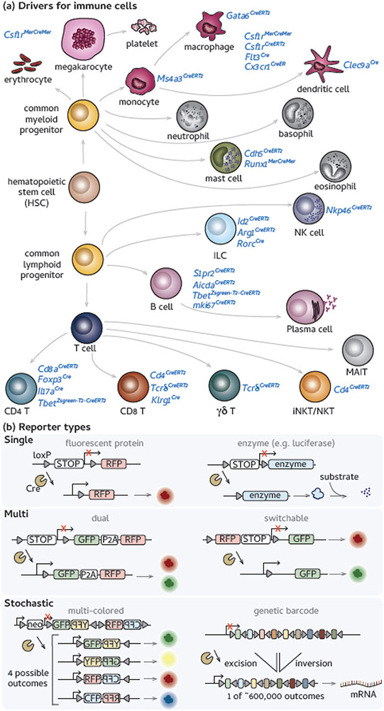 Figure 2 (Key Figure).