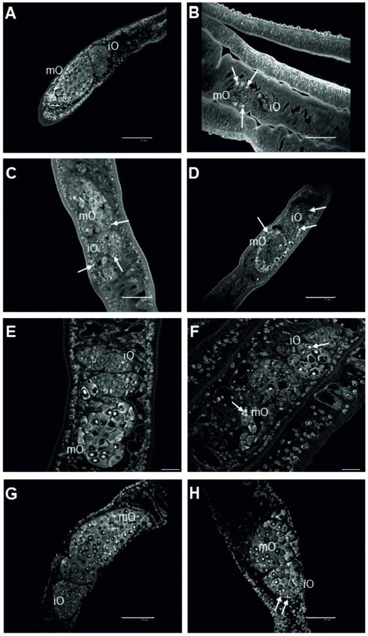 Fig 8