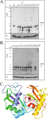 FIGURE 5.
