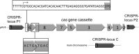 FIGURE 1.