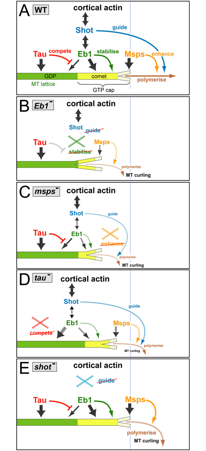 Fig 7