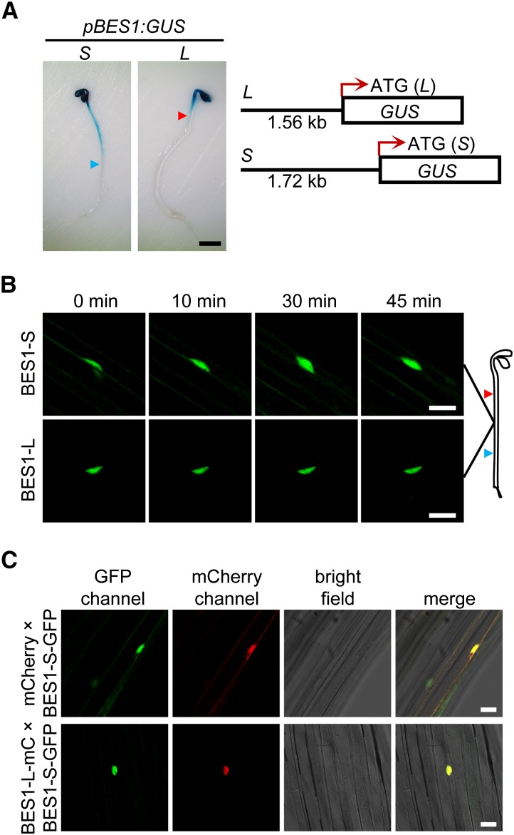 Figure 6.