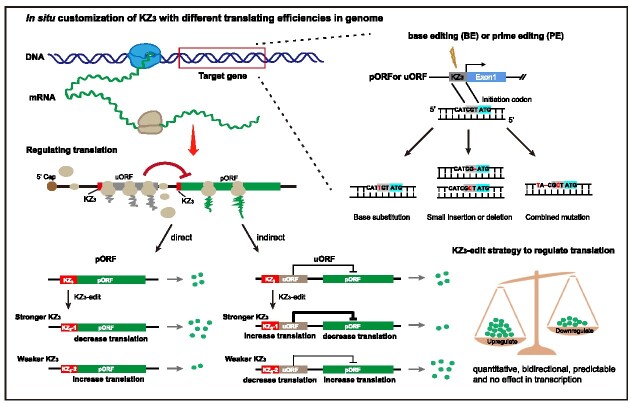 Graphical Abstract