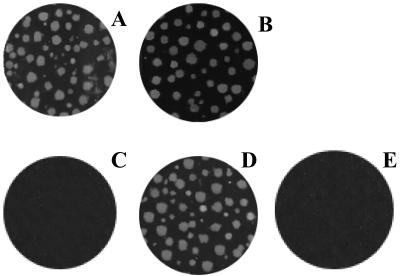 FIG. 6.