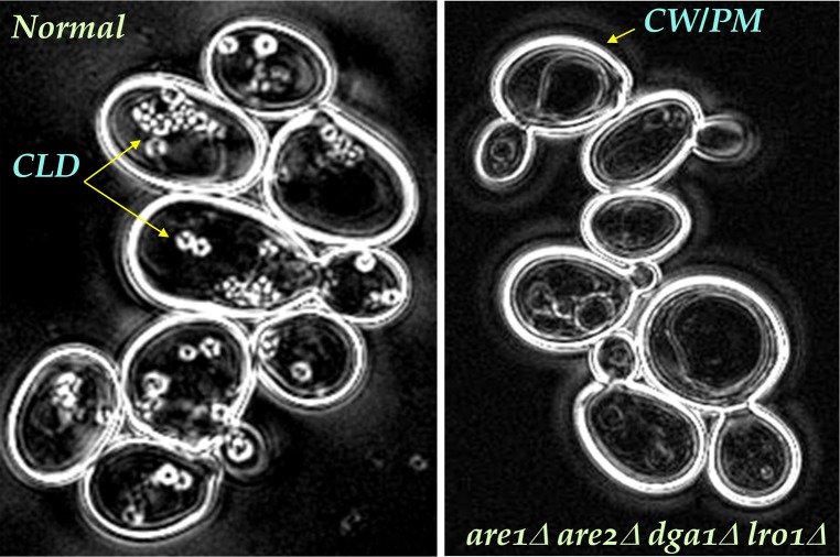 Fig.6.