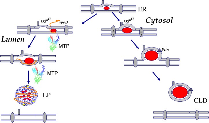 Fig.7.