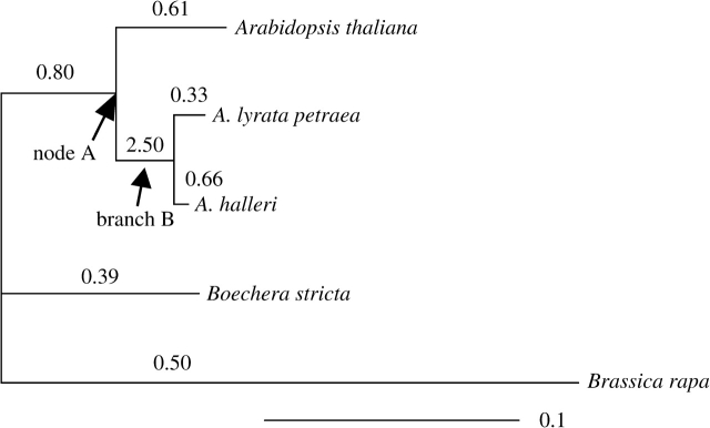 FIG. 3.—