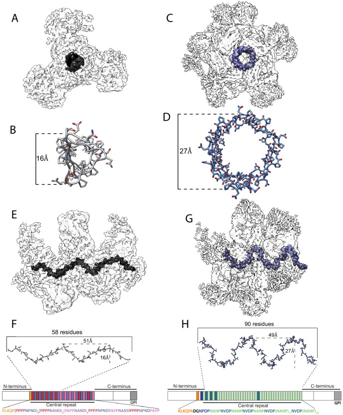 Figure 5—figure supplement 3.