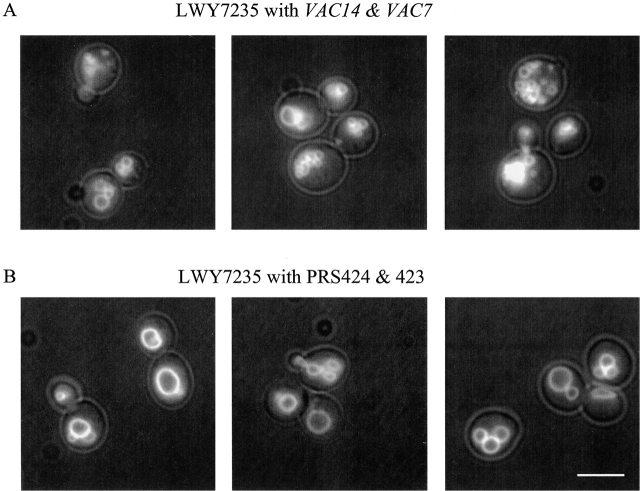 Figure 7.