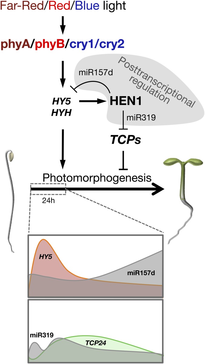 Figure 11.