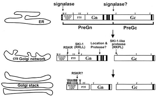 FIG. 7.