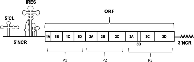 FIG 1