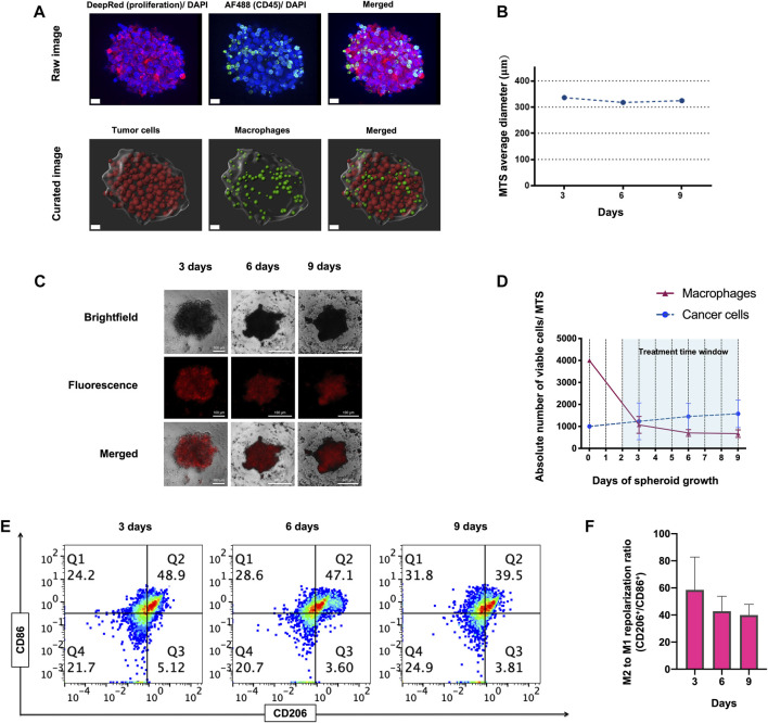 Dual CSF1R inhibition and CD40 activation demonstrates anti-tumor ...