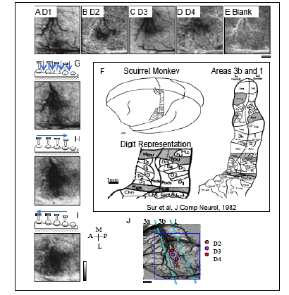 Fig. (5)