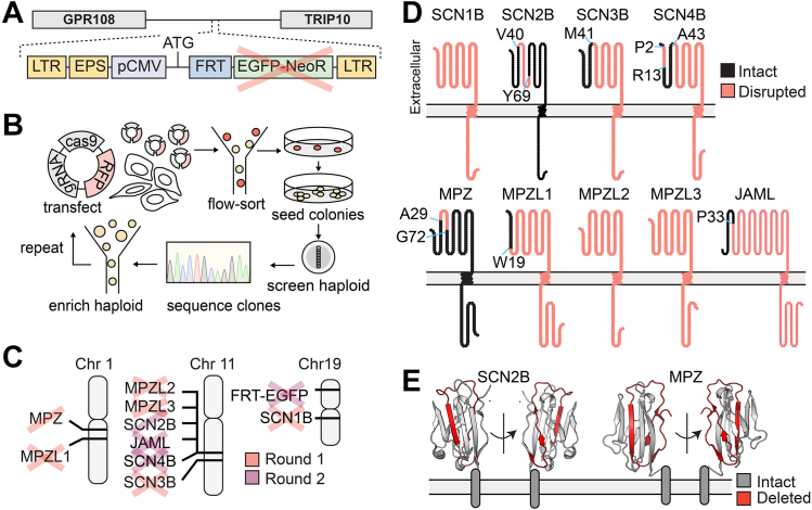 Figure 1