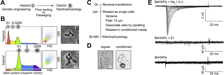 Figure 3