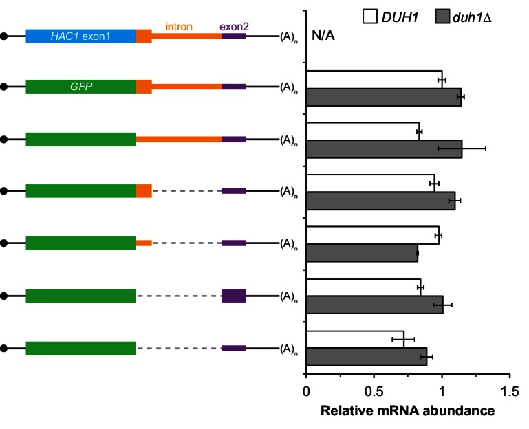 Figure 4—figure supplement 2.