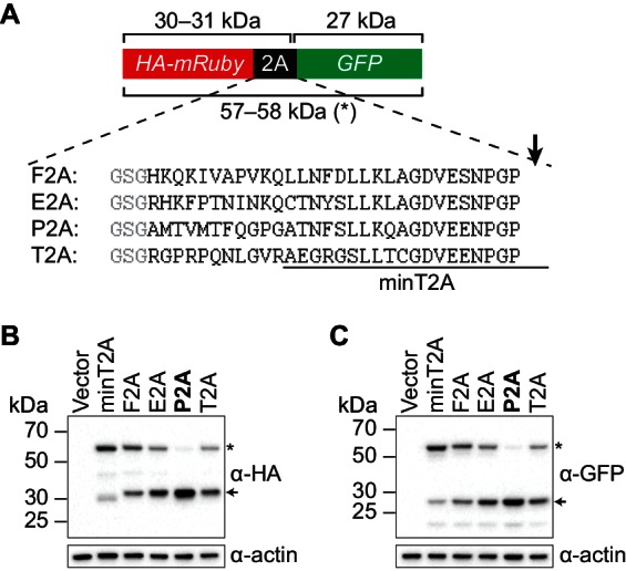 Figure 3—figure supplement 2.