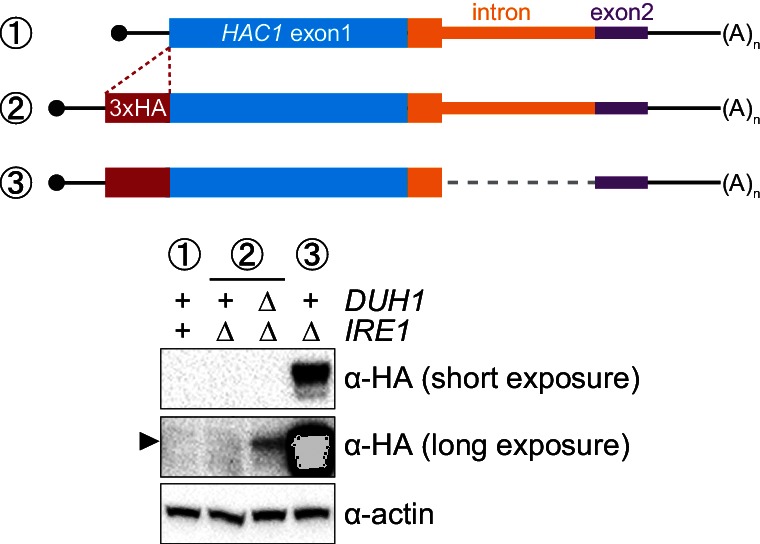 Figure 7—figure supplement 1.